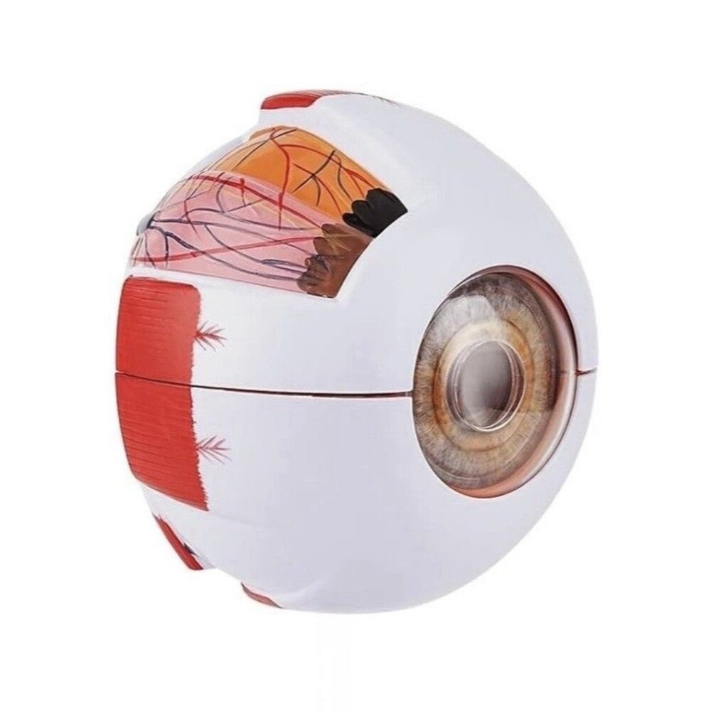 6X Enlarged Human Eye Anatomy Model, Magnified Eyeball Model with Detachable Bra